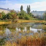 Eine neue Heimat für die Kreuzkröte