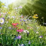 Die Gartensaison 2024 mit der Neuschwander AG Garten und Bau