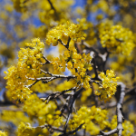 Alternativen zu Kirschlorbeer und Sommerflieder