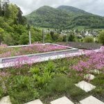 Rückblick 2024: Nachhaltige Gartengestaltung im Fokus
